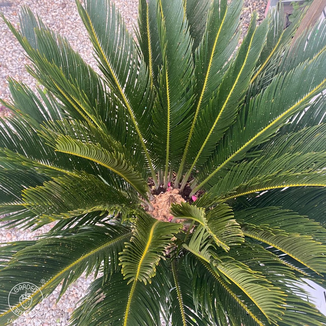 Obrázok Cykas japonský (Cycas revoluta) - výška 60-80 cm, kont. C30L